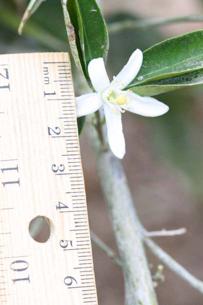              Flower (Riverside, CA)       